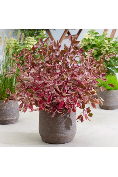 Дерен белый Миракл в контейнере.